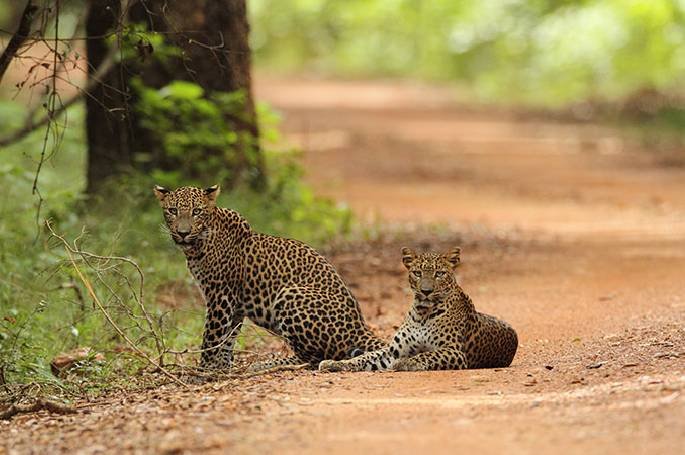 Wilpattu National Park