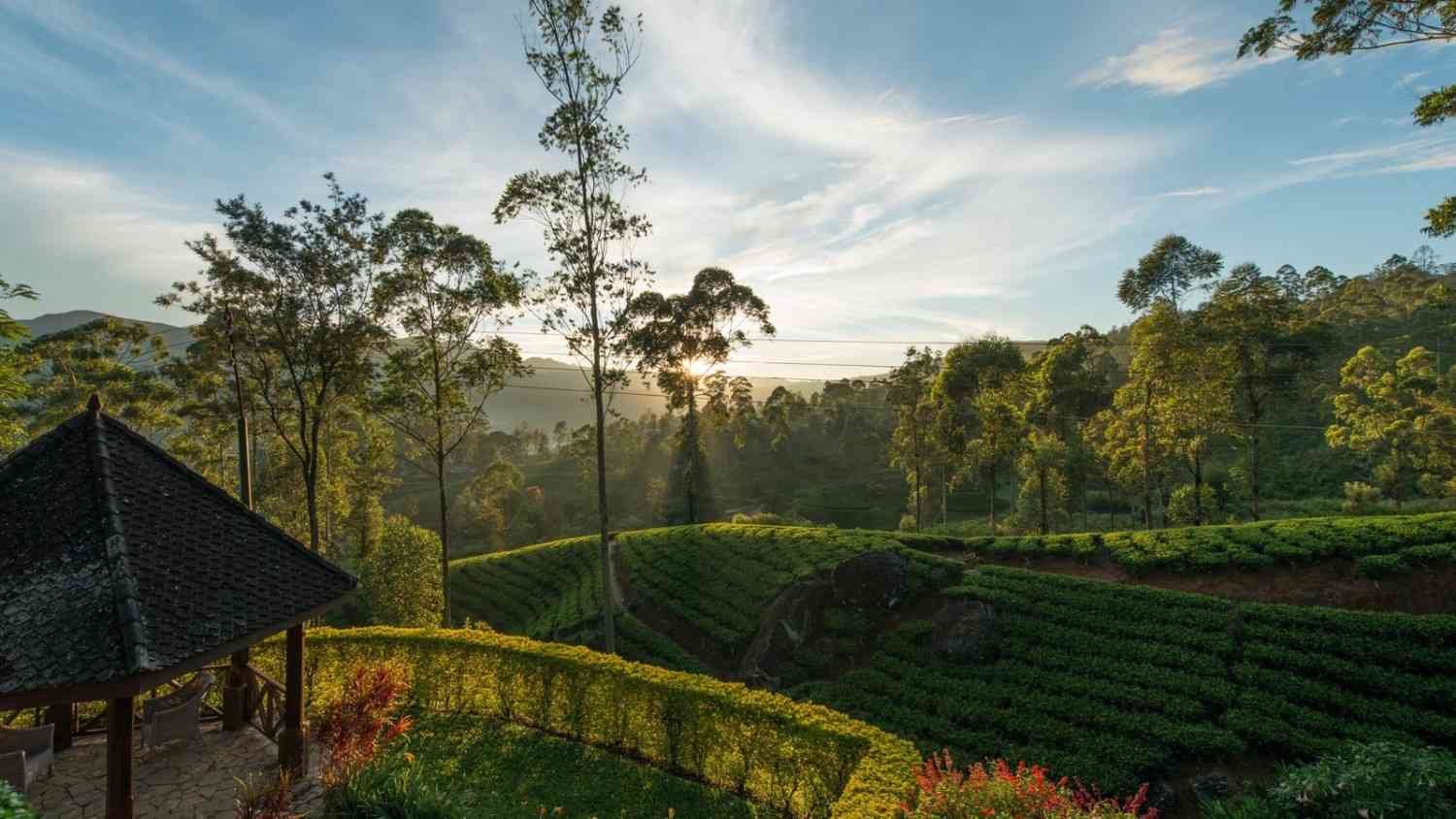 Luxury tea estate landscape in Sri Lanka at sunrise – private curated travel experience